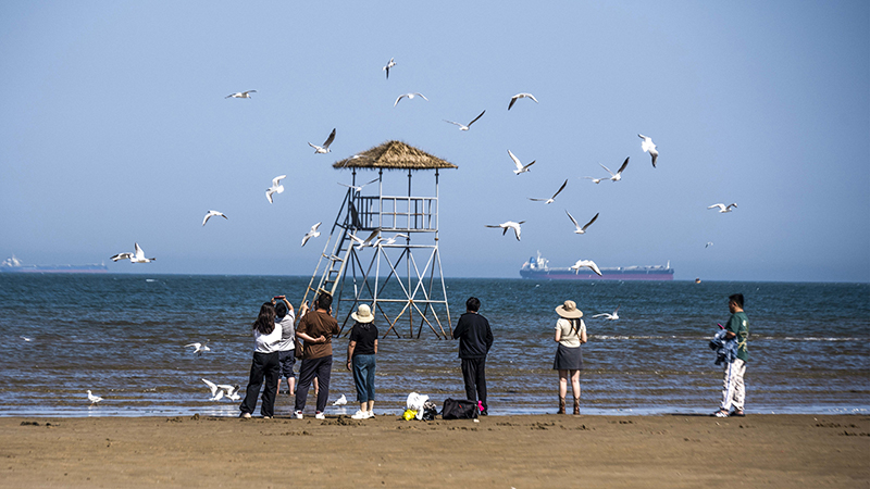 2024年5月12日，河北秦皇島，北戴河鴿子窩公園成群海鷗在天空中自由翱翔，與大海、藍(lán)天構(gòu)成了一幅美麗的畫(huà)卷。