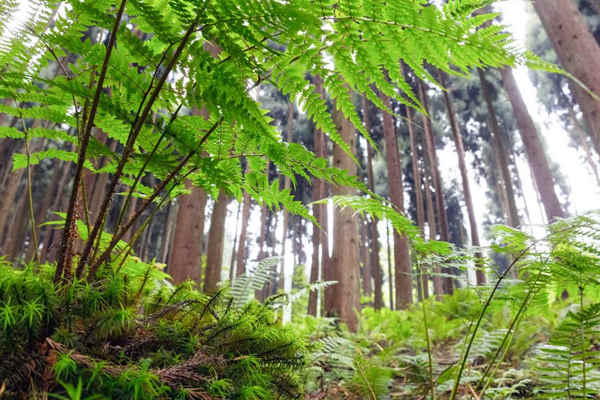 如何利用生物進(jìn)行環(huán)境監(jiān)測？